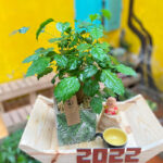 Cây hạnh phúc